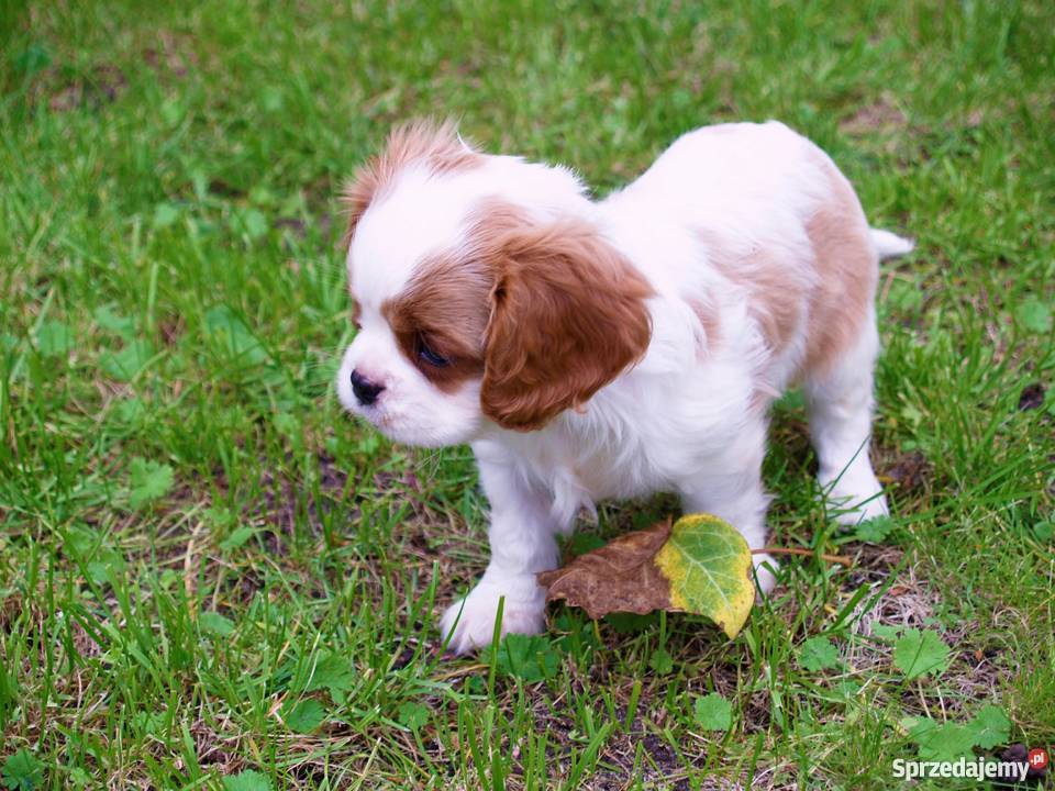 Cavalier King Charles Spaniel z rodowodem Kielce