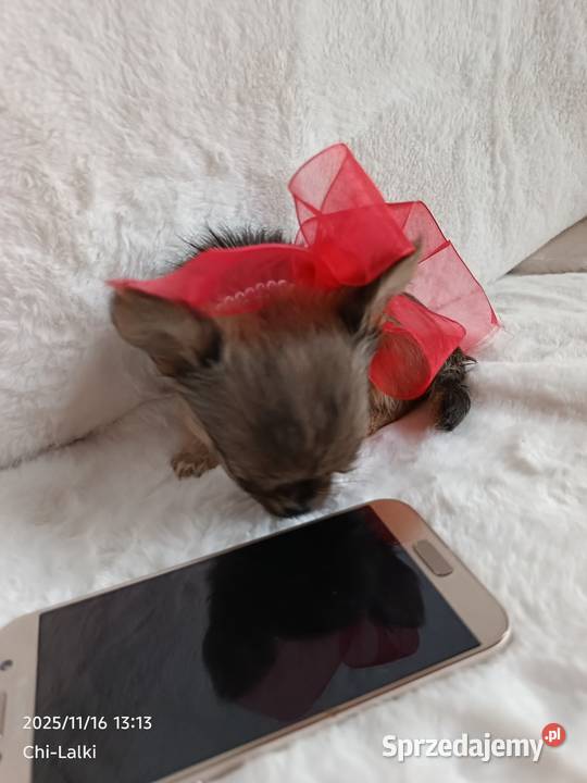 Chihuahua dziewczynka suczka XS dlugowlosa kujawsko-pomorskie Inowrocław