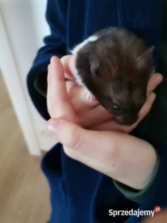 Chomik syryjski czarno białyklatkapokarm Jaworzno