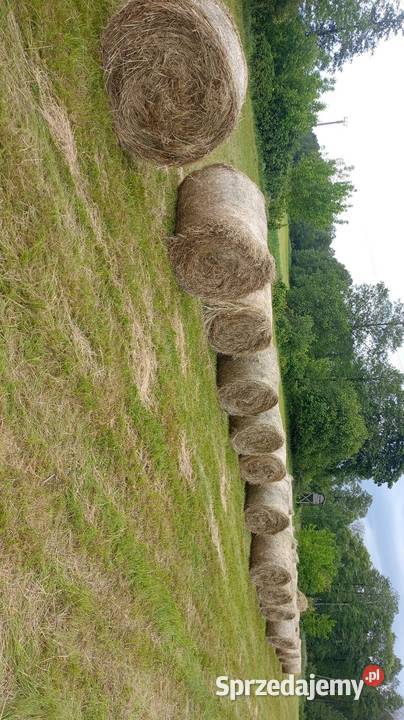 Bele siana podlaskie