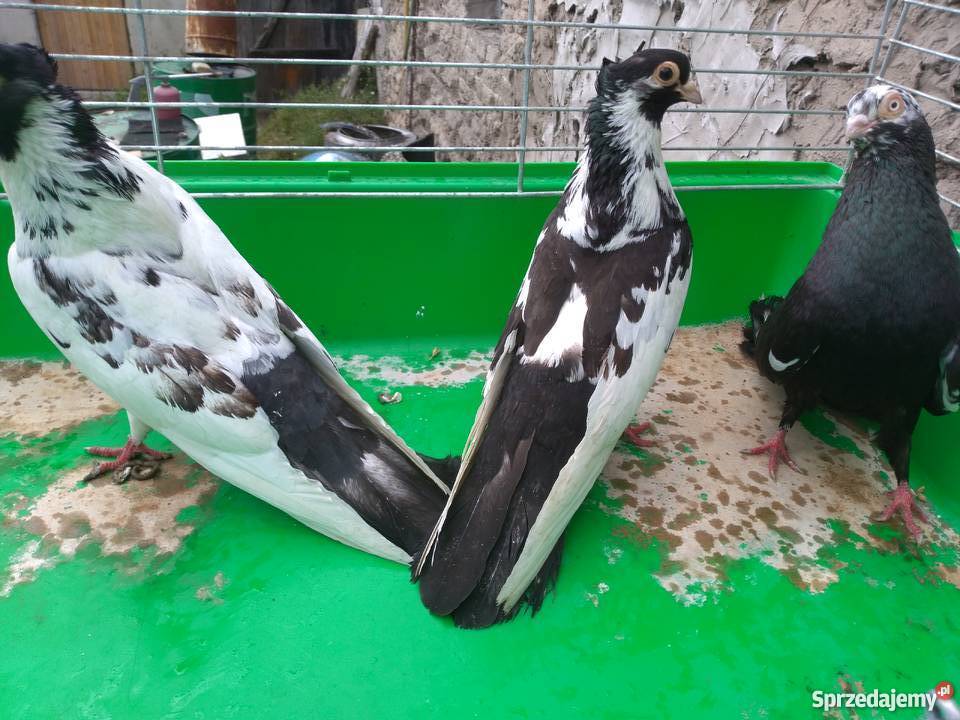 Zamojskie Zwierzęta Krasnystaw sprzedam