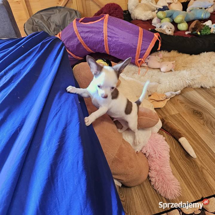 Chihuahua jedyny taki piesek mądry Całuśny