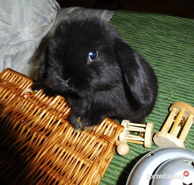 Piękne króliczki Mini Lop Poznań