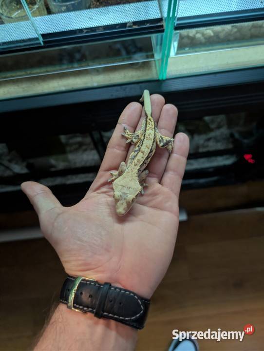 Gekon orzrsiony warmińsko-mazurskie