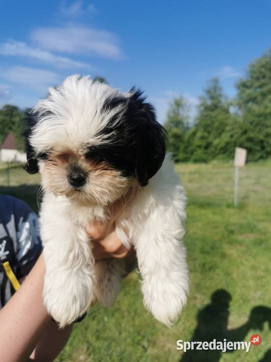 Szczeniaki shiztzu Shih Tzu małopolskie Sucha Beskidzka