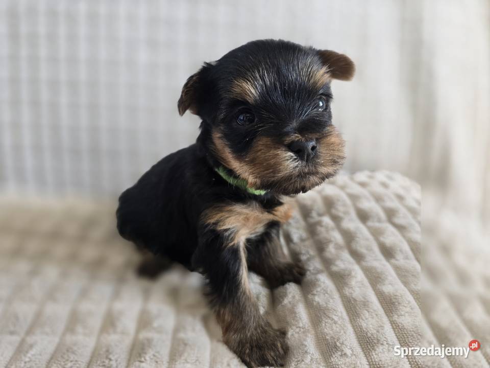 Yorki mini CHAMPIONIE Warszawa