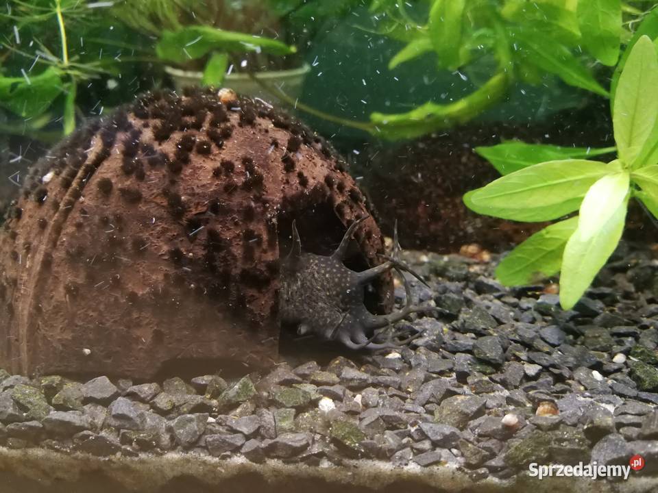 Akwarium aquael 33 litry z roslinkami i rybami Szczecin sprzedam