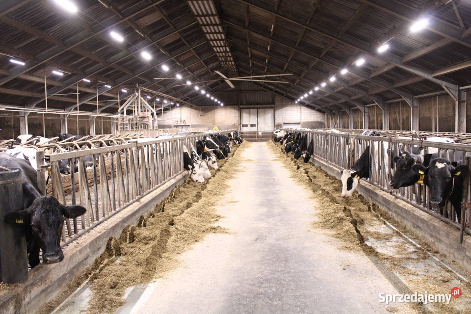 Lampy LED do obory więcej mleka dzięki światłu Piątnica Poduchowna sprzedam