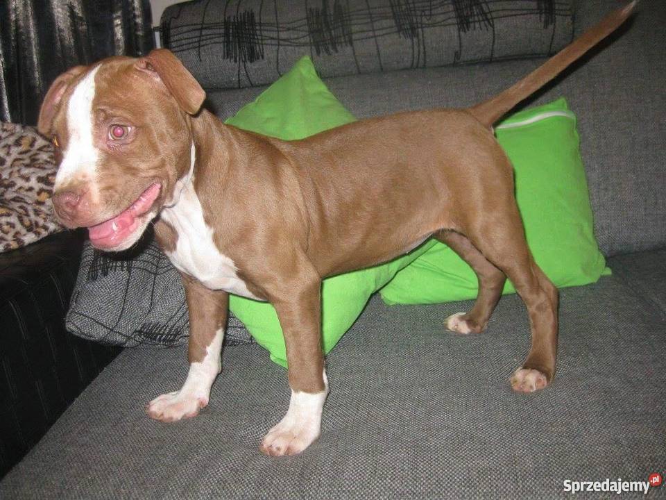 Pit bull