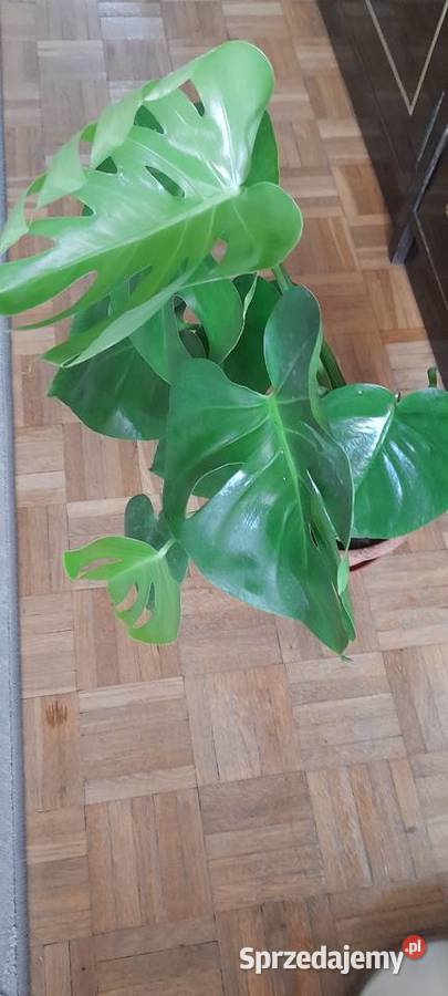 Monstera roślina doniczkowa sprzedam