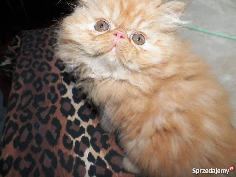 KOCIĘTA PERSKIE Z RODOWODEM sprzedam