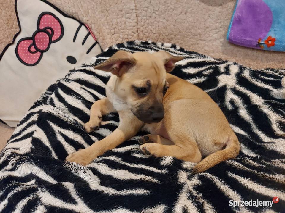 Buldog francuski mieszany Zborów