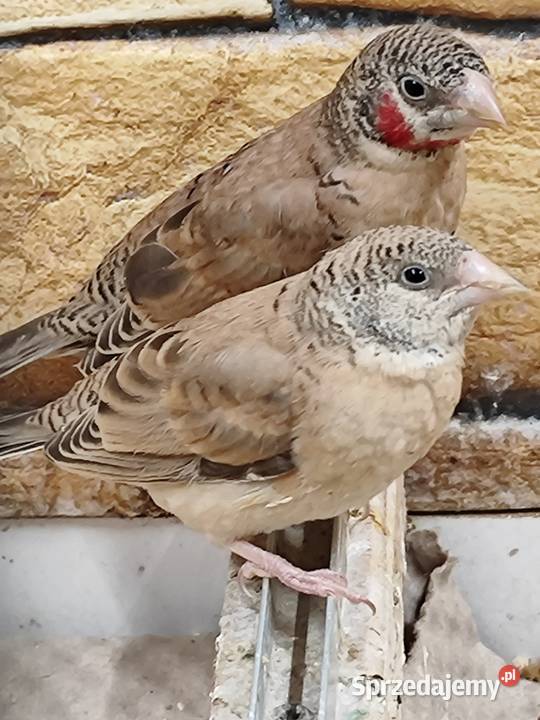 Amadyna obrożna 2025r Astryld Astryldy Ptaki Myślenice