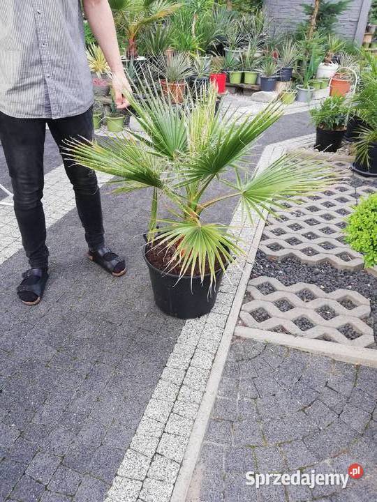 Bananowiec Musa sikkimensis Red Tiger Rokietnica sprzedam