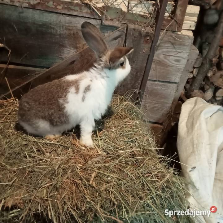 Sprzedam króliki w różnym wieku Trzepnica