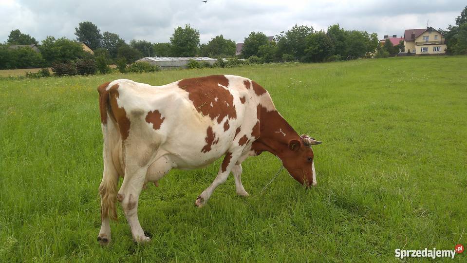 Krowa Mleczna 7letnia 3 miesiące cielna