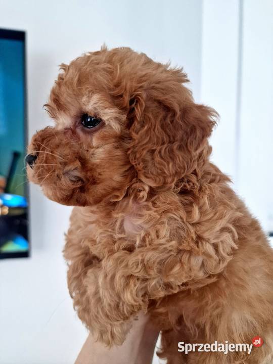 Pudel red Lou toyminiatura tatusiu FCI Maltańczyk Jasło