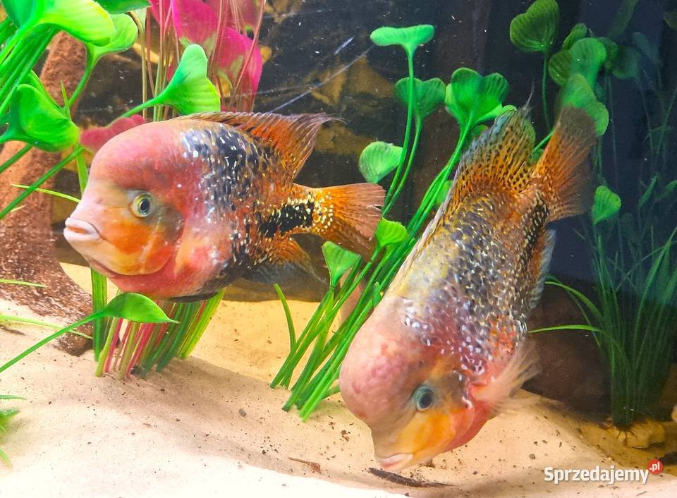 Pielęgnica Vieja synspilum belize blue spotted Zwierzęta Międzyrzecz