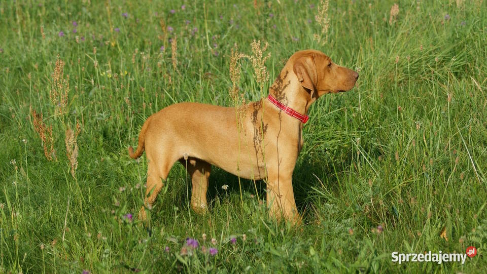 Wyżeł węgierski krótkowłosy hodowla z Bagiennych Hola