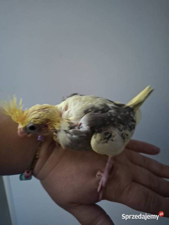 Papugi nimfy ręcznie karmione Gostyń