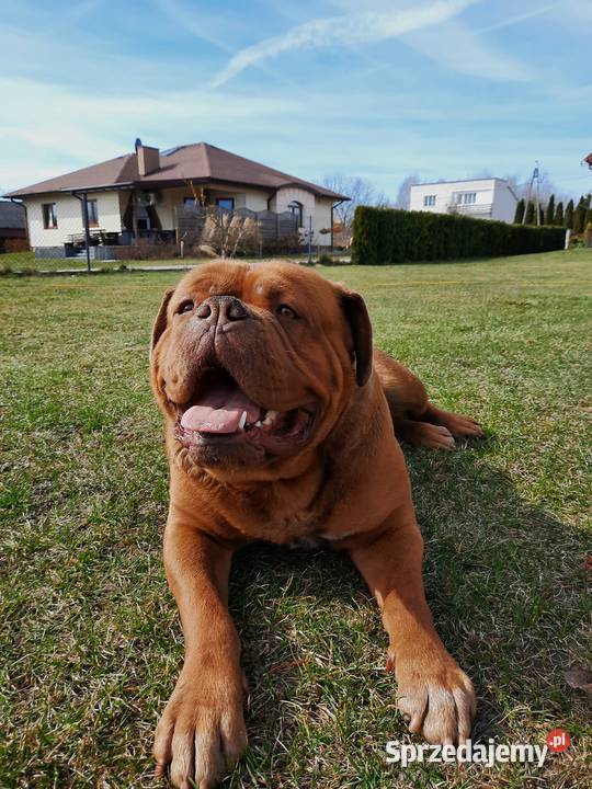 Szczeniaki Dogue de Bordeaux Szydłowiec
