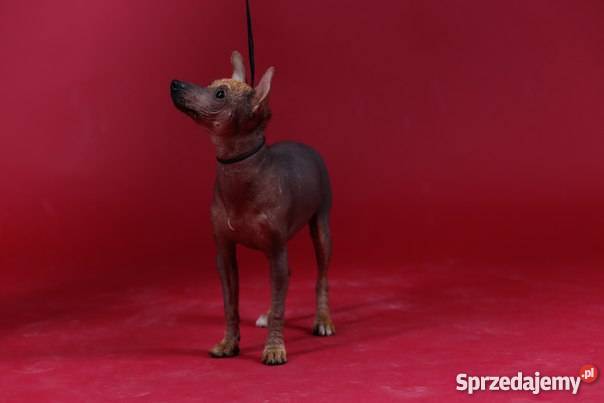 Nagi Pies Meksykanski xoloitzcuintle miniatura Warszawa