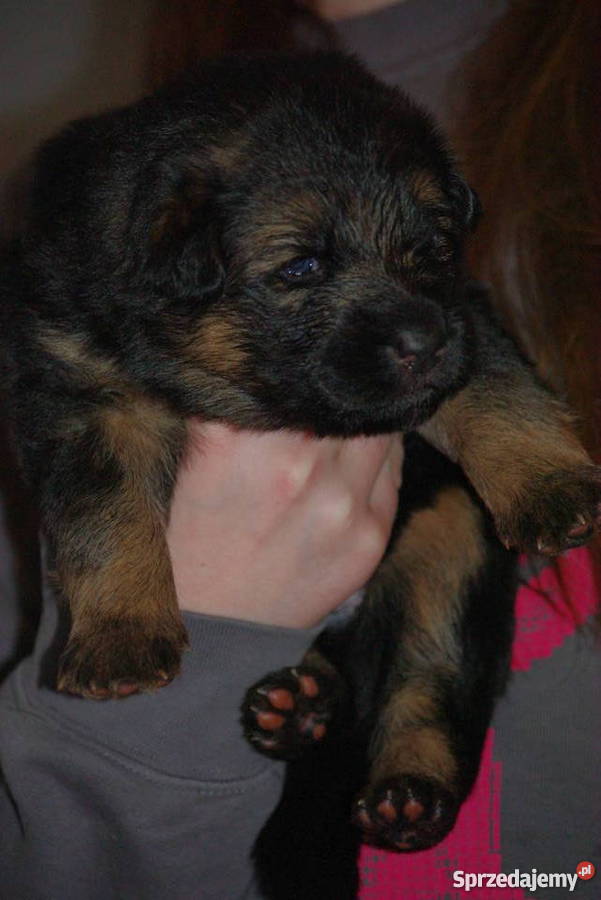 owczarek niemiecki długowłosy szczeniaki pomorskie Gdynia sprzedam