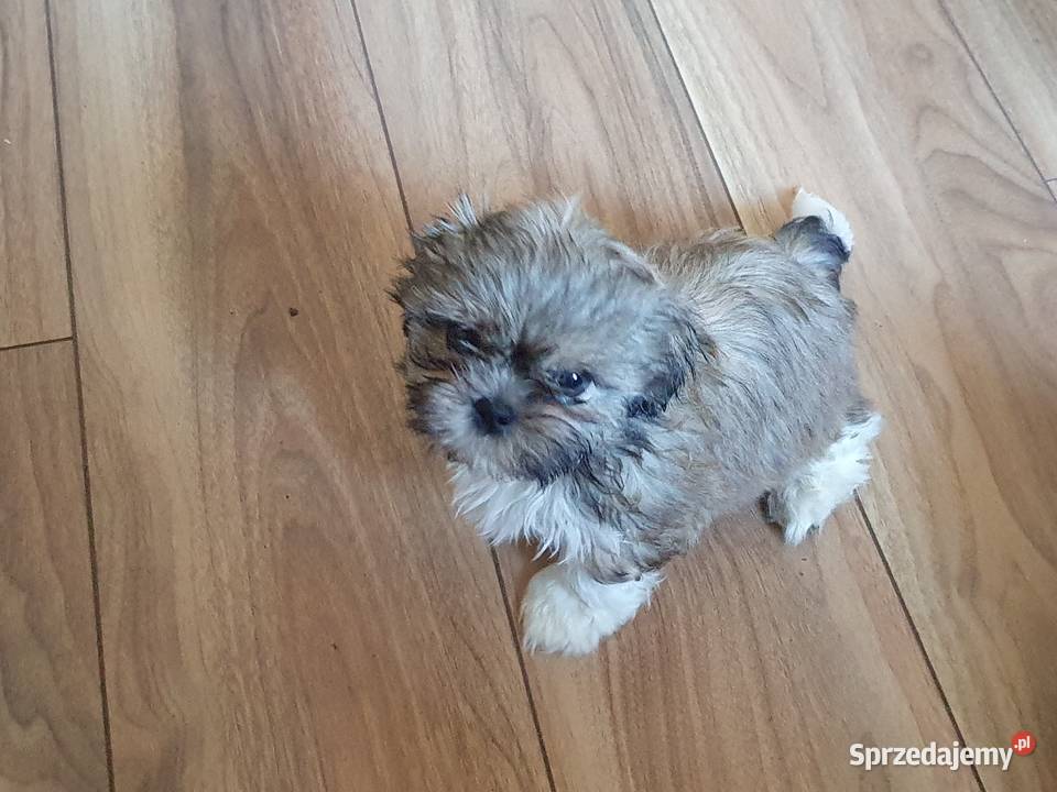 Piesek z METRYKĄ I chipem ostatni Shih Tzu Stargard