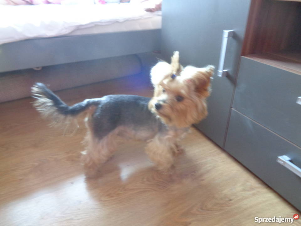 York dorosła sunia wysterylizowana łódzkie Radomsko sprzedam