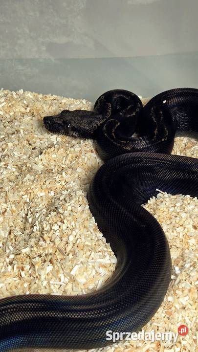 Boa cesarski img co motley het leopard zachodniopomorskie Szczecin