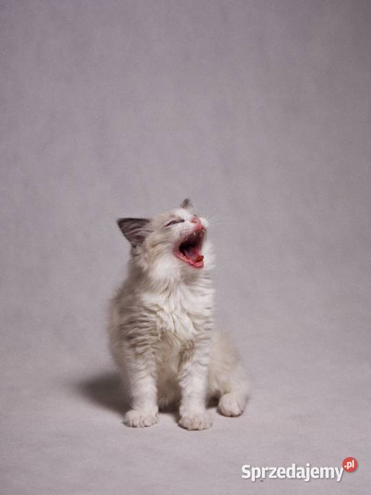 kocurek RAGDOLL blue bicolor rodowód Skierniewice sprzedam