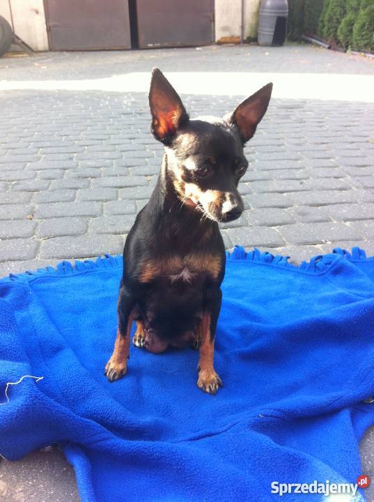 Ratlerki oddam Psy Warszawa sprzedam