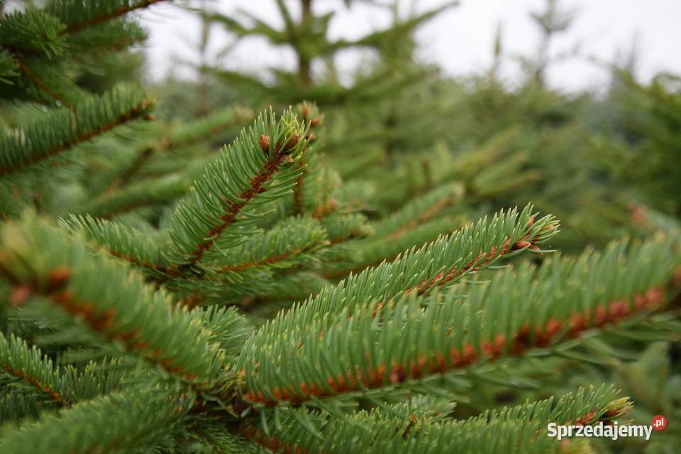 Choinki świerk srebrny pospolity HURT DETAL 15 Krzepice