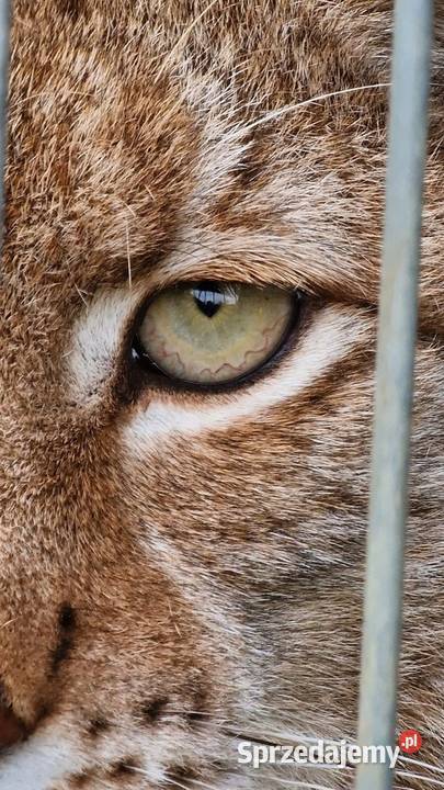 Ryś euroazjatycki Lynx lynx piękny dorosły Zwierzęta Katowice sprzedam