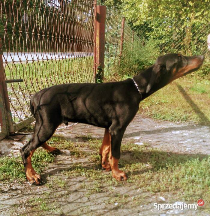 Doberman FCI ZKwP tanio świętokrzyskie Włoszczowa