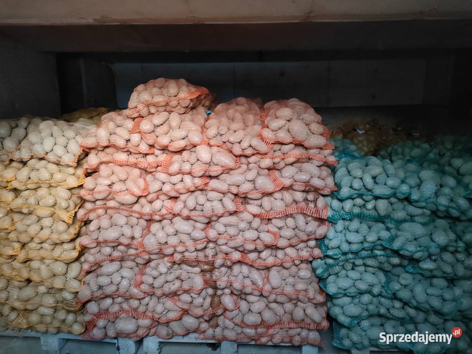 Ziemniaki jadalne Gostomia