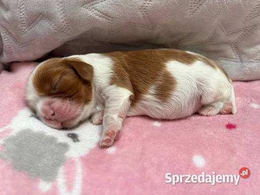 Cavalier King charles spaniel suczka Bielsko-Biała