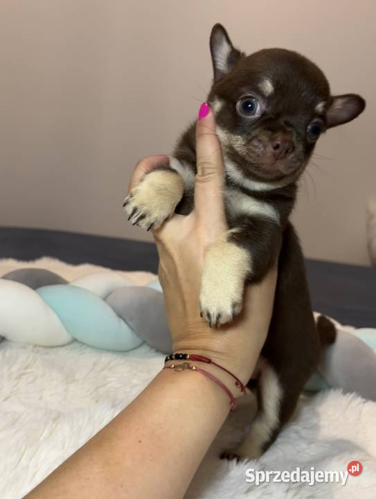 Chihuahua długowłosy piesek choco tan badania Psy Bełchatów