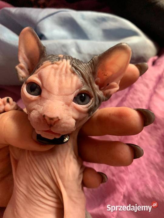 Bambino Warszawa mazowieckie sprzedam