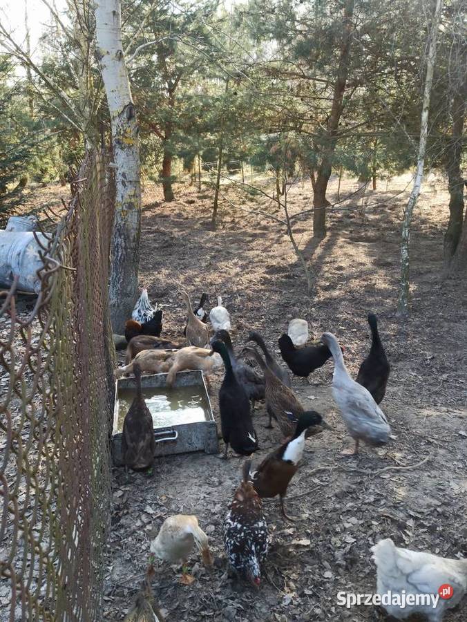 Jaja lęgowe biegusa biegus indyjski lubelskie Krupe