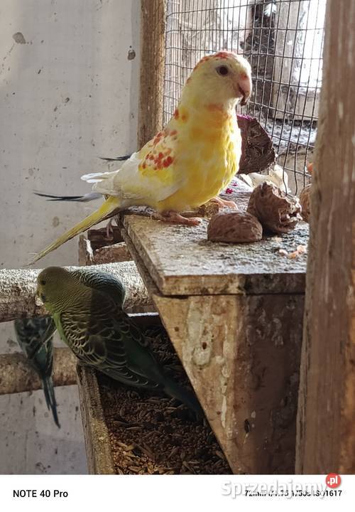 Sprzedam papugi Gorzkowice