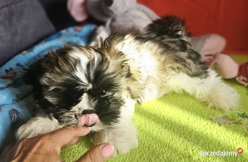 Shih Tzu chłopcy śląskie Częstochowa
