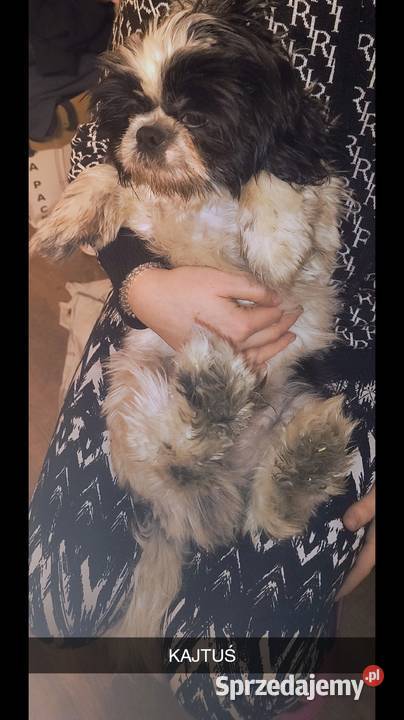 Pieski shih tzu Shih Tzu Gostyń