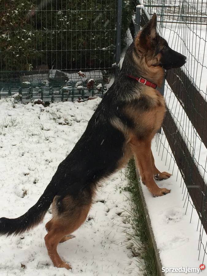 Owczarek niemiecki z rodowodem 6 miesięcy oddam Psy mazowieckie Piaseczno