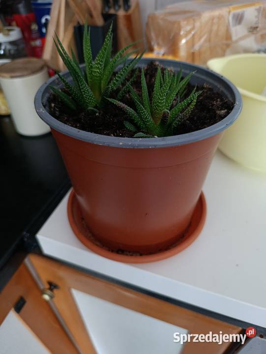haworsja pasiasta sukulent do pilnej sprzedaży Poznań
