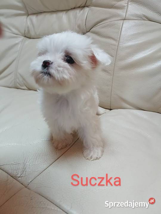 Maltańczyk suczka mini lubuskie Mycielin
