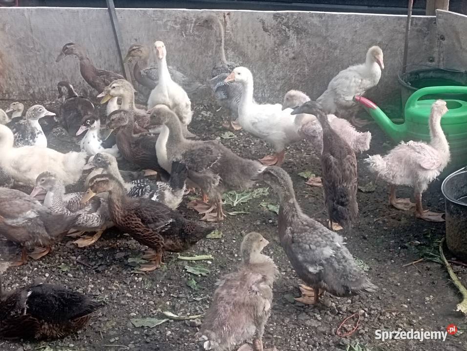 Mix ODCHOWANYCH Różnych Kaczek 8 Gęsi 4 tyg Golasowice