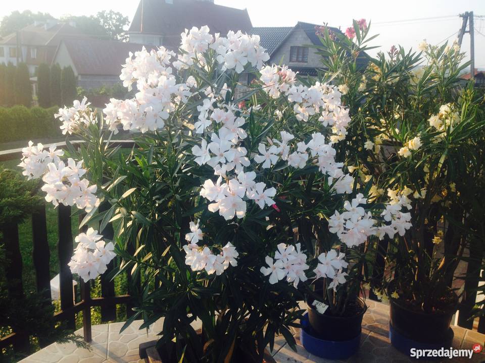 Gałązki oleander do ukorzenienia w wodzie Brzeźnica sprzedam