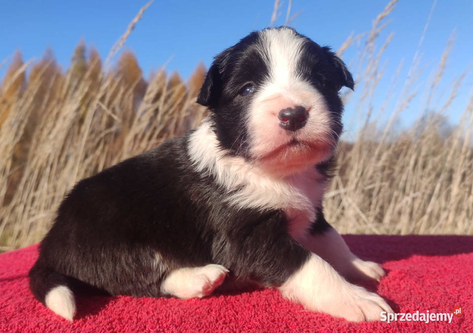Rasowa suczka BORDER COLLIE z Hodowli pełną dok Kraków