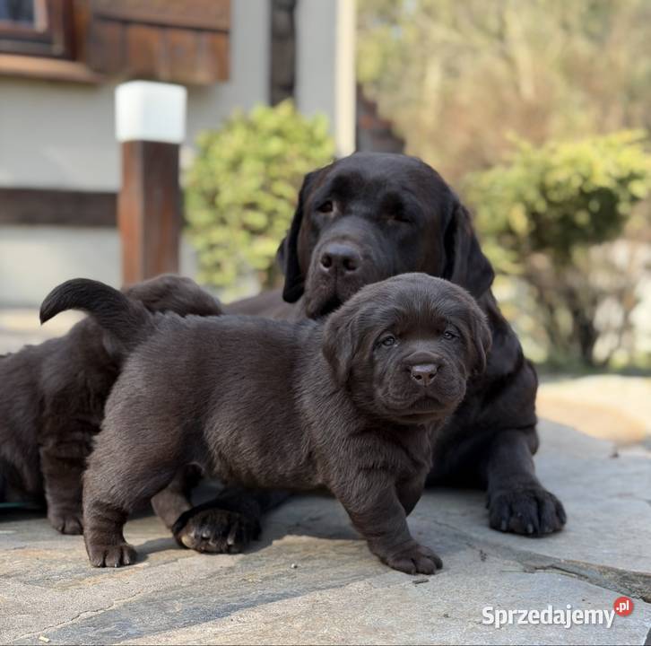 Labrador Retriever szczeniaki Przygodzice